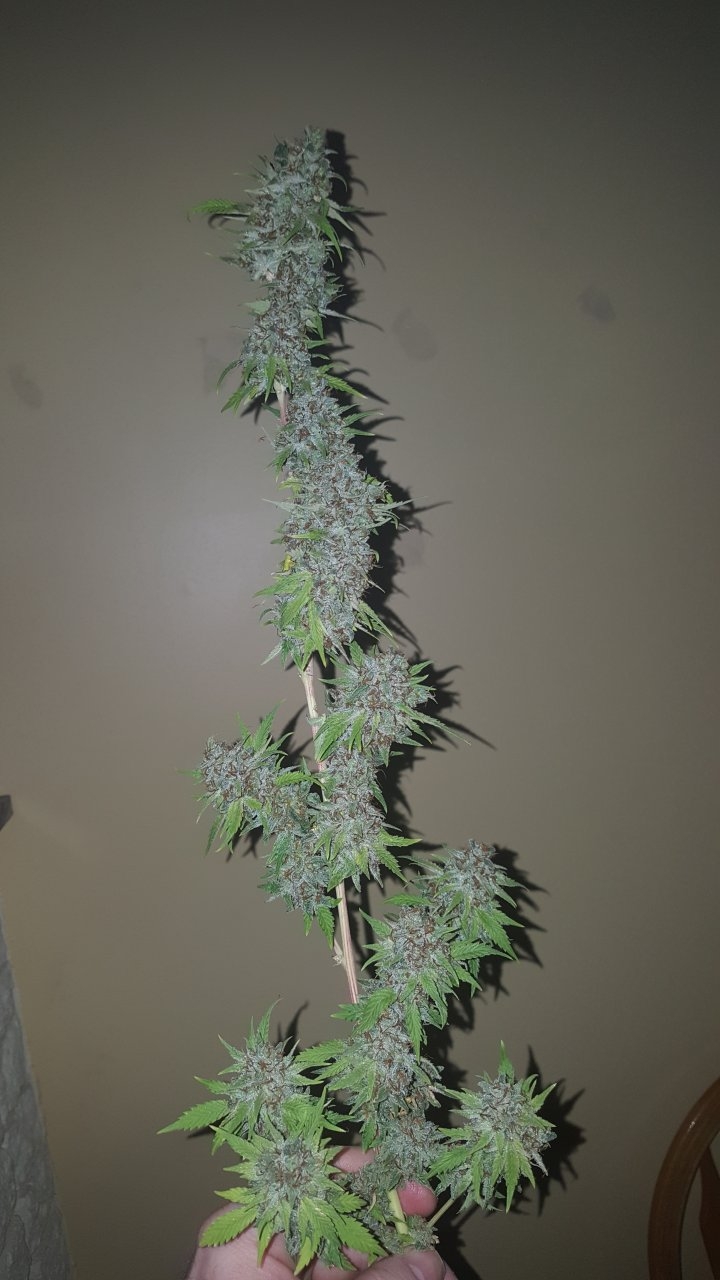 031119 Tangie Ghost Train Harvest Day 78 14.jpg