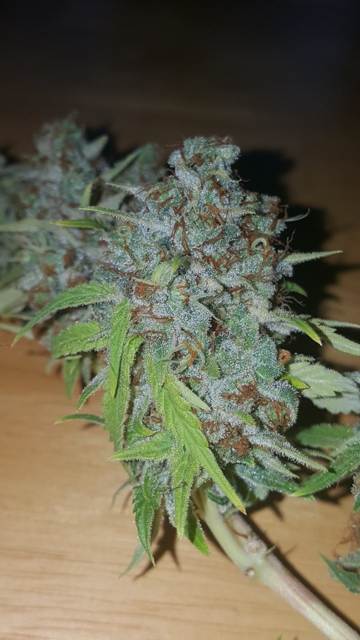 031119 Tangie Ghost Train Harvest Day 78 15.jpg