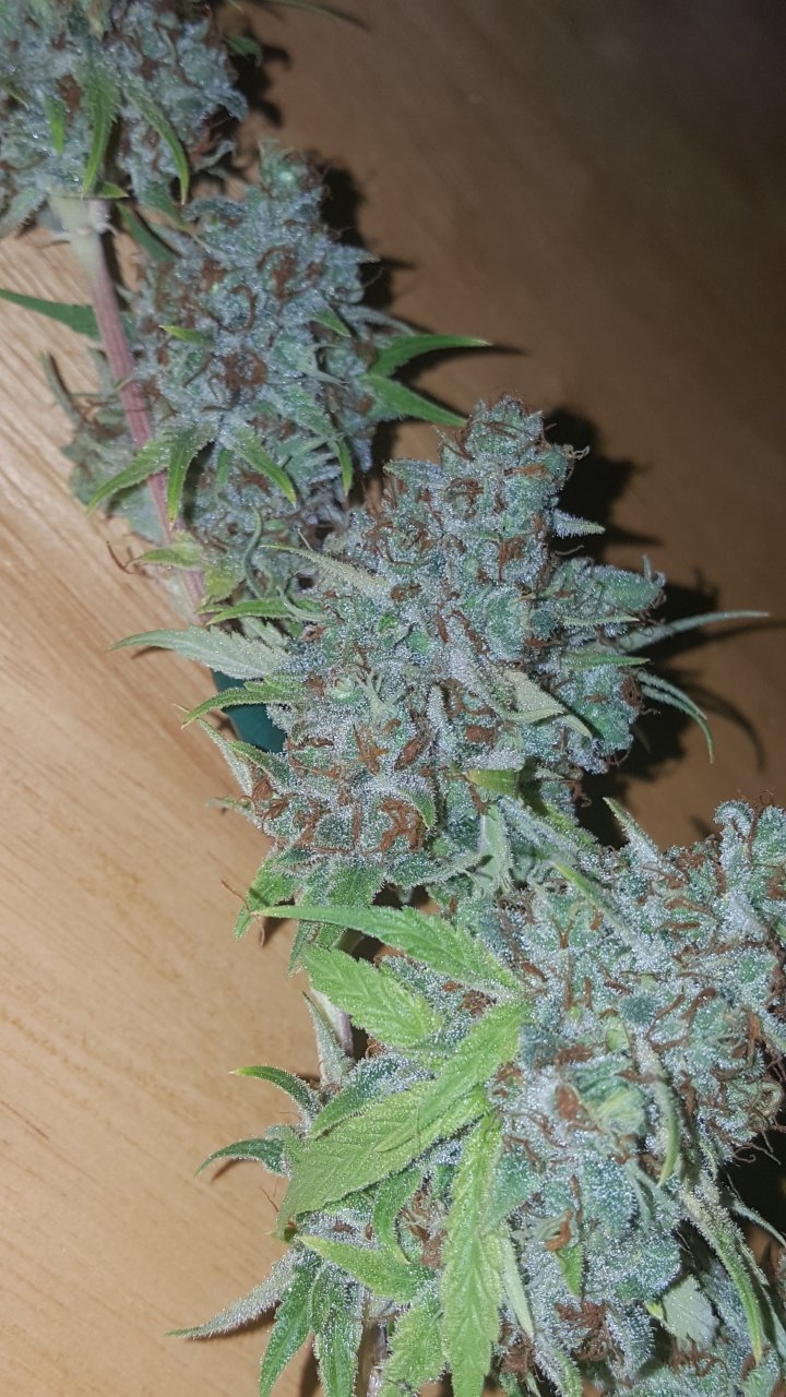 031119 Tangie Ghost Train Harvest Day 78 16.jpg