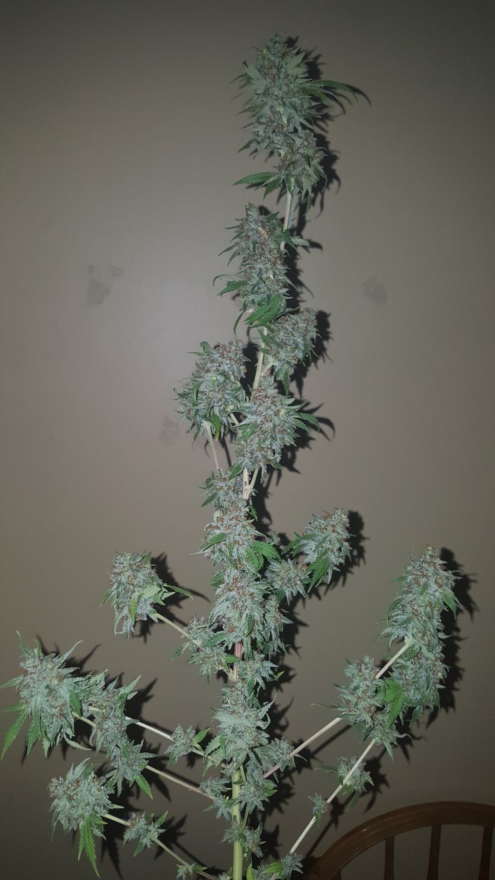 031119 Tangie Ghost Train Harvest Day 78 17.jpg