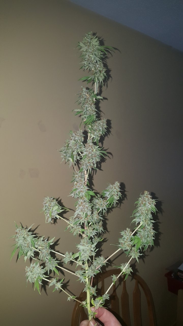 031119 Tangie Ghost Train Harvest Day 78 18.jpg