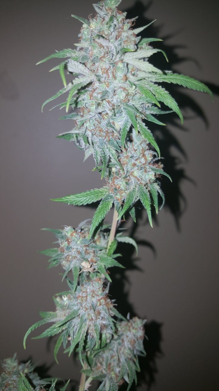 031119 Tangie Ghost Train Harvest Day 78 19.jpg