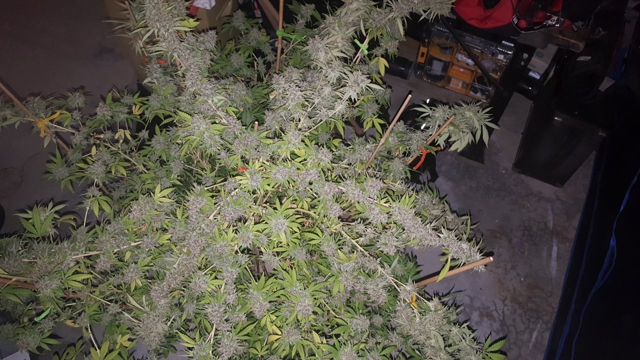 031119 Tangie Ghost Train Harvest Day 78 2.jpg