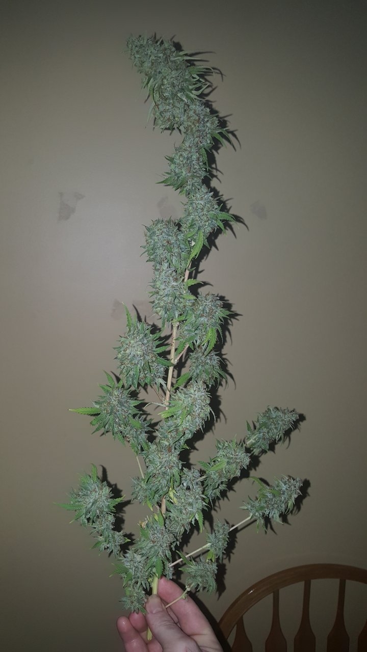 031119 Tangie Ghost Train Harvest Day 78 20.jpg