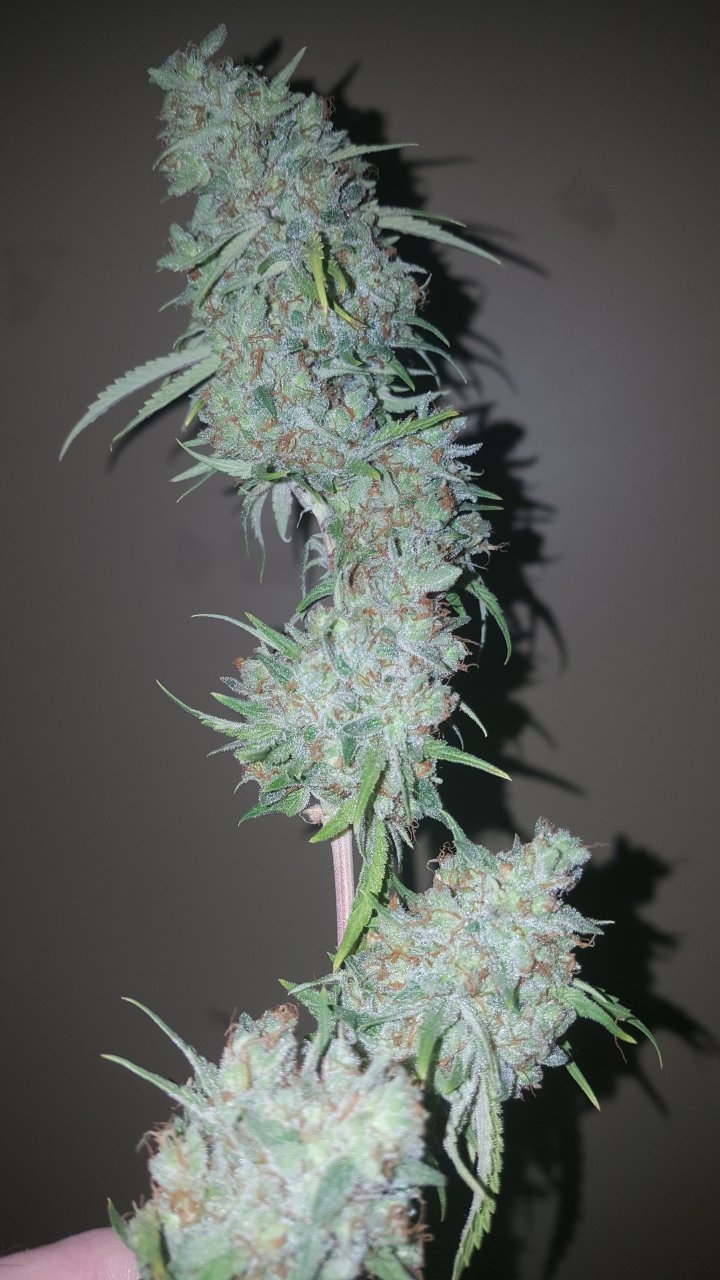 031119 Tangie Ghost Train Harvest Day 78 21.jpg