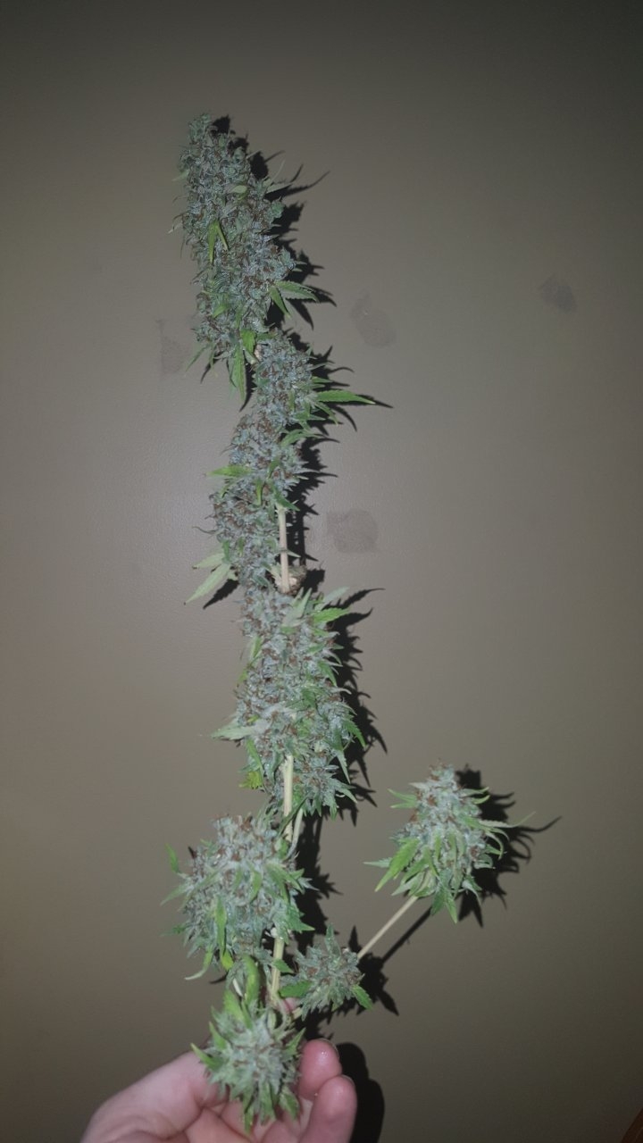 031119 Tangie Ghost Train Harvest Day 78 22.jpg