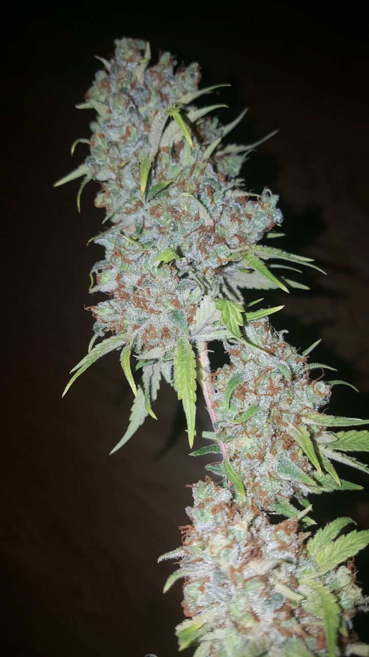 031119 Tangie Ghost Train Harvest Day 78 23.jpg