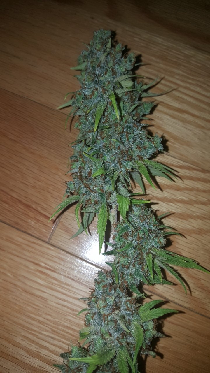 031119 Tangie Ghost Train Harvest Day 78 24.jpg