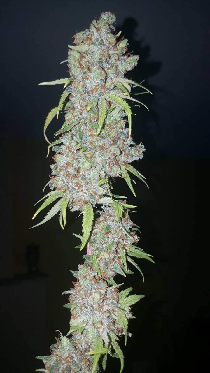 031119 Tangie Ghost Train Harvest Day 78 25.jpg