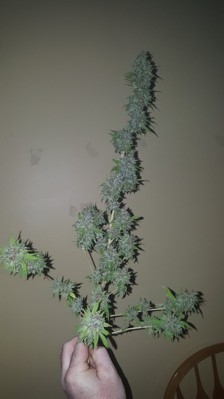 031119 Tangie Ghost Train Harvest Day 78 26.jpg