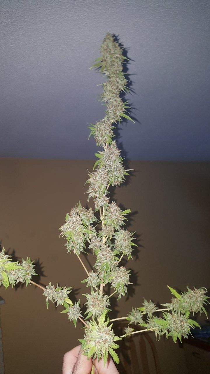 031119 Tangie Ghost Train Harvest Day 78 27.jpg