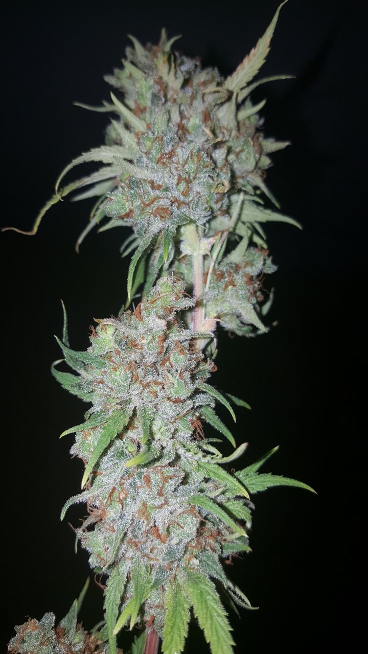 031119 Tangie Ghost Train Harvest Day 78 28.jpg