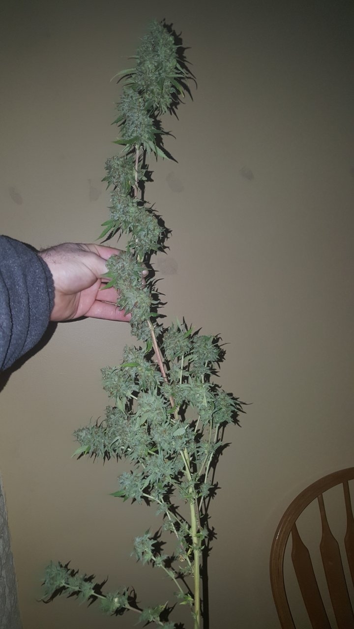 031119 Tangie Ghost Train Harvest Day 78 29.jpg