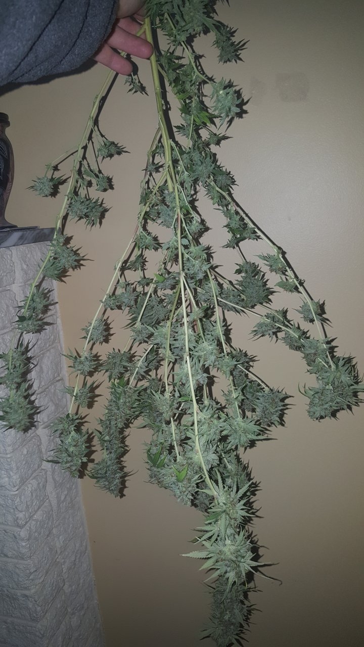 031119 Tangie Ghost Train Harvest Day 78 3.jpg