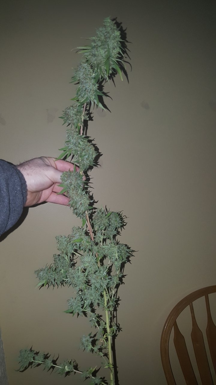 031119 Tangie Ghost Train Harvest Day 78 30.jpg