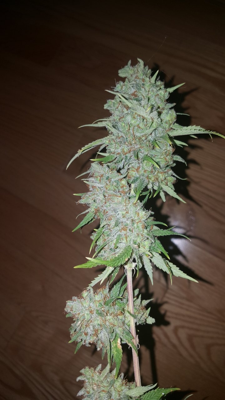 031119 Tangie Ghost Train Harvest Day 78 31.jpg