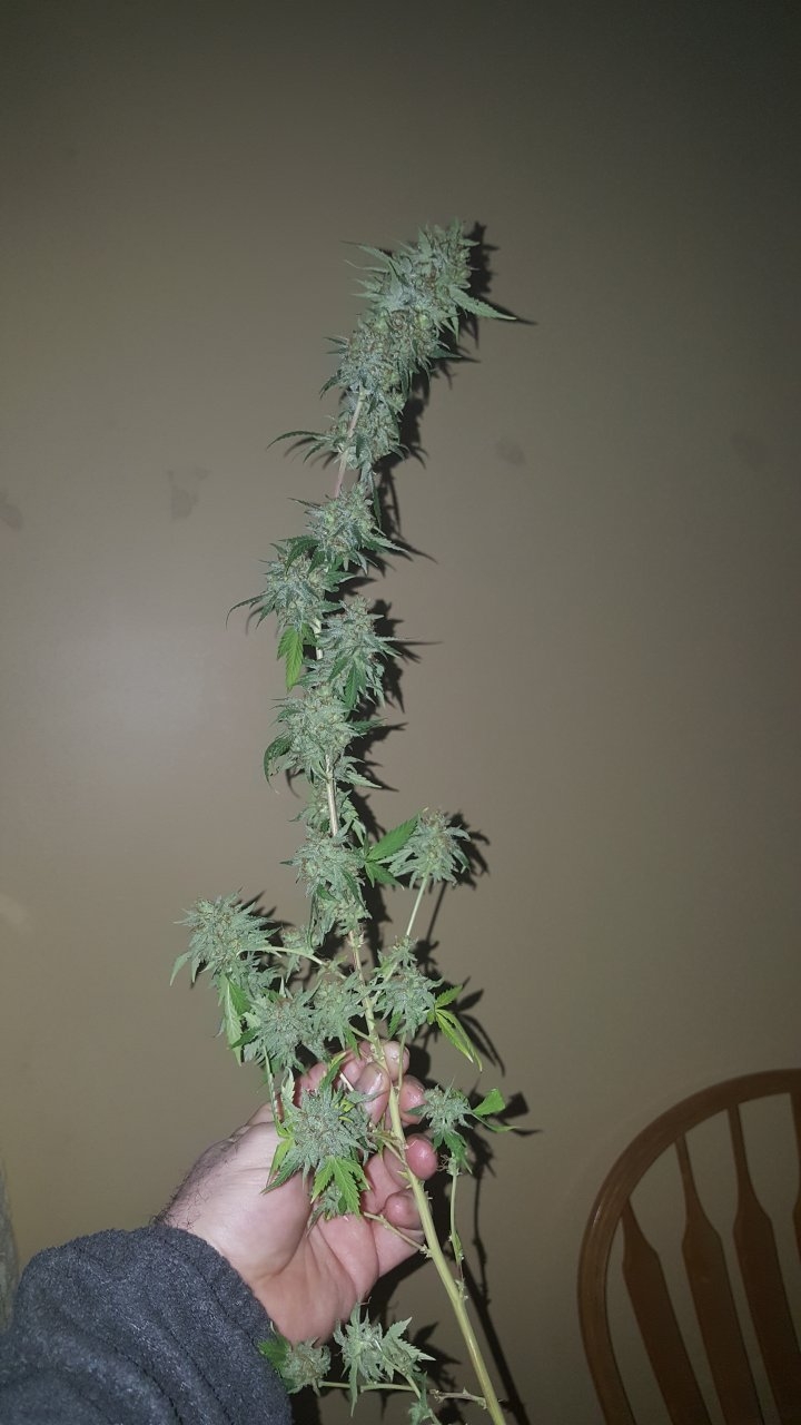 031119 Tangie Ghost Train Harvest Day 78 32.jpg