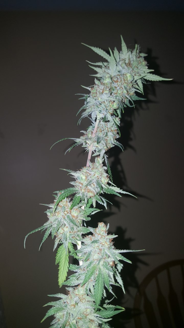 031119 Tangie Ghost Train Harvest Day 78 33.jpg