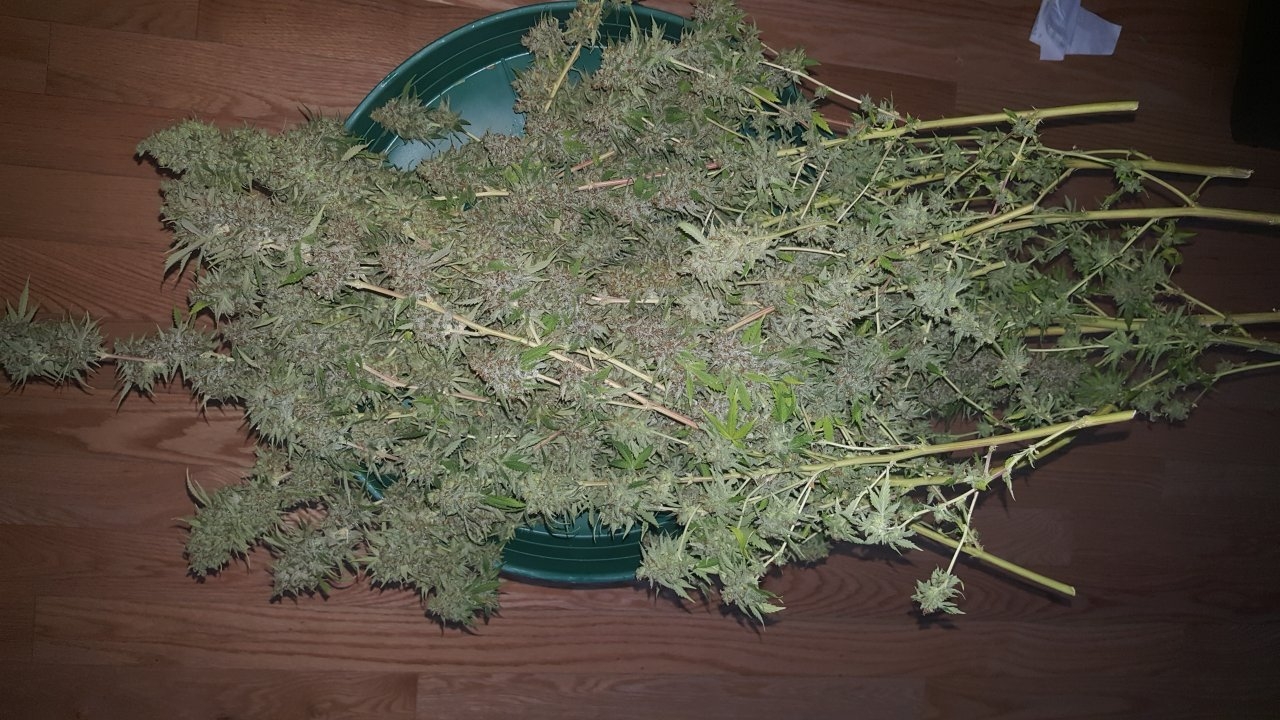 031119 Tangie Ghost Train Harvest Day 78 34.jpg