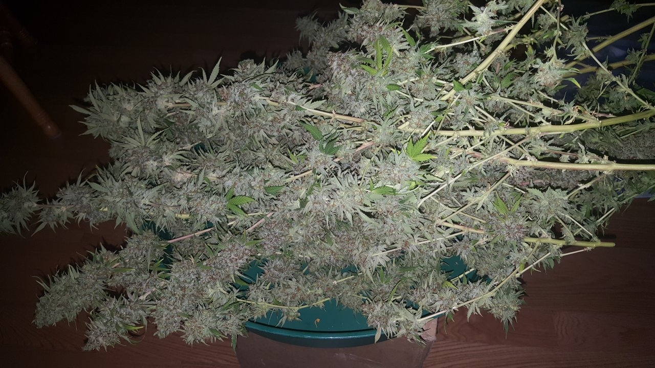 031119 Tangie Ghost Train Harvest Day 78 35.jpg