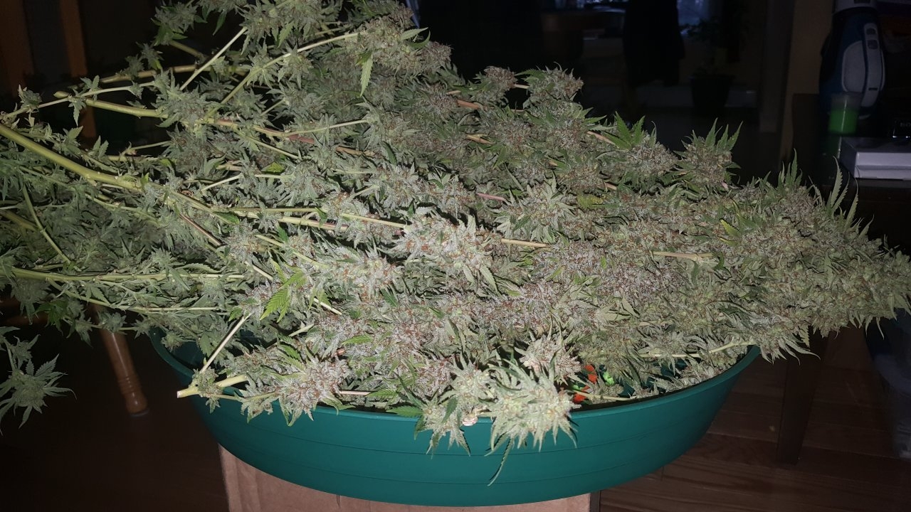 031119 Tangie Ghost Train Harvest Day 78 37.jpg