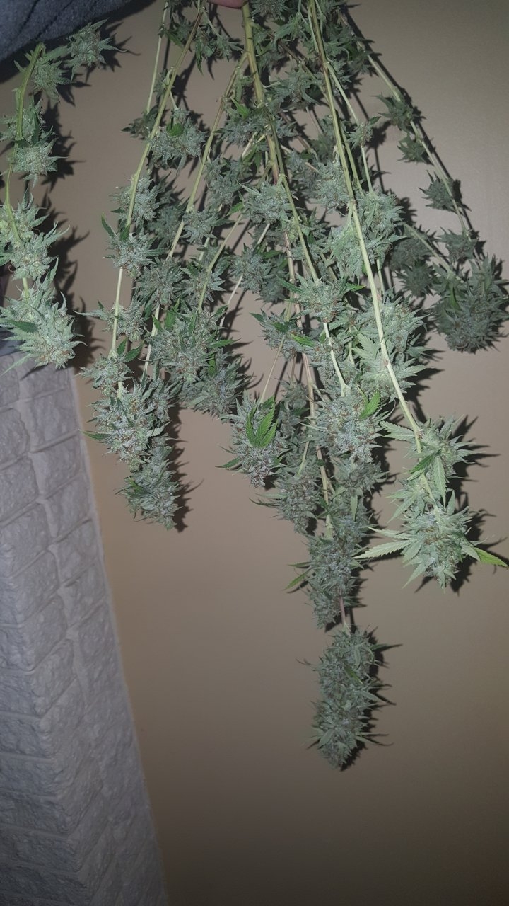 031119 Tangie Ghost Train Harvest Day 78 4.jpg