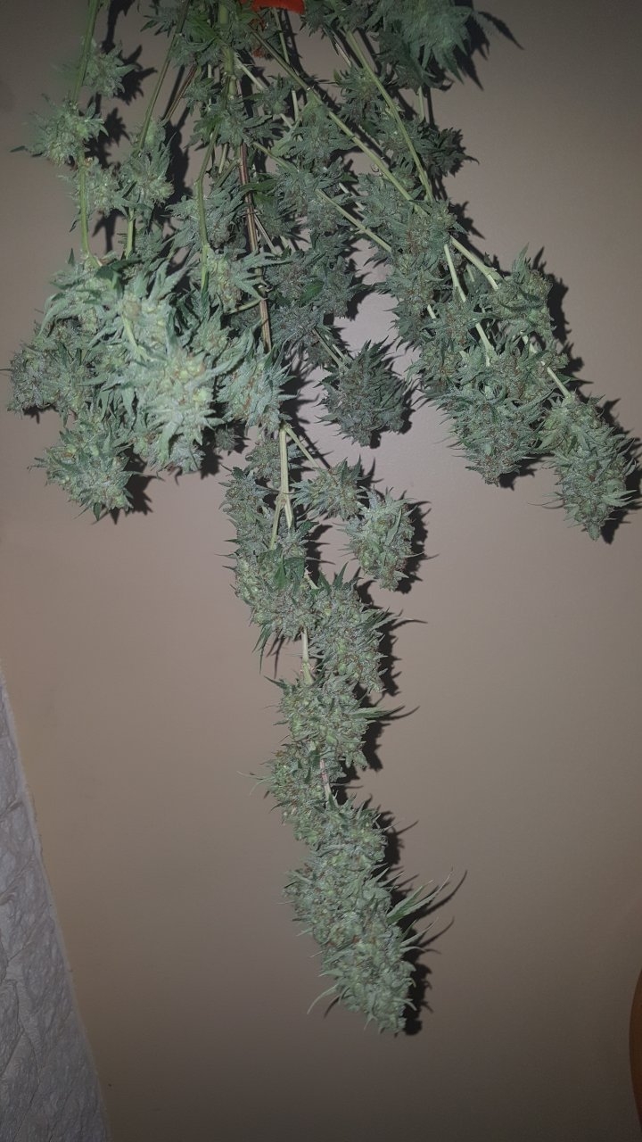 031119 Tangie Ghost Train Harvest Day 78 6.jpg