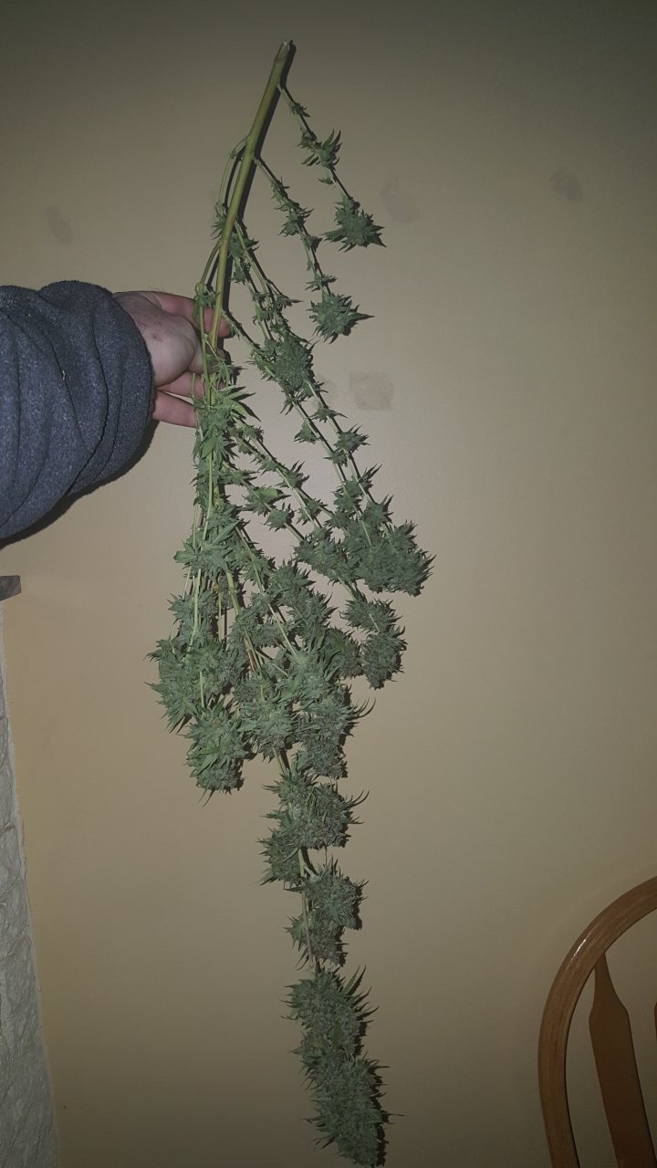 031119 Tangie Ghost Train Harvest Day 78 7.jpg