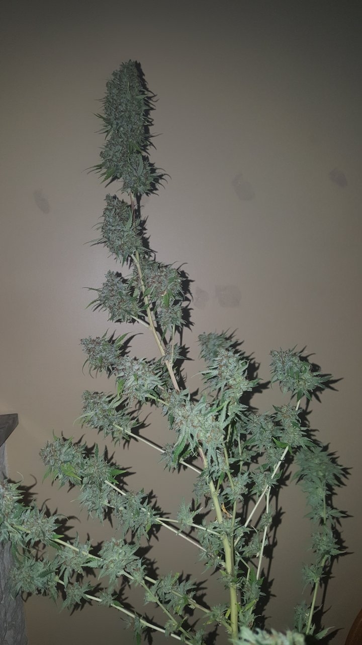 031119 Tangie Ghost Train Harvest Day 78 8.jpg