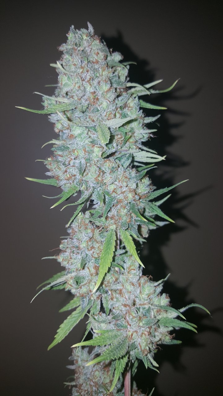 031119 Tangie Ghost Train Harvest Day 78 9.jpg