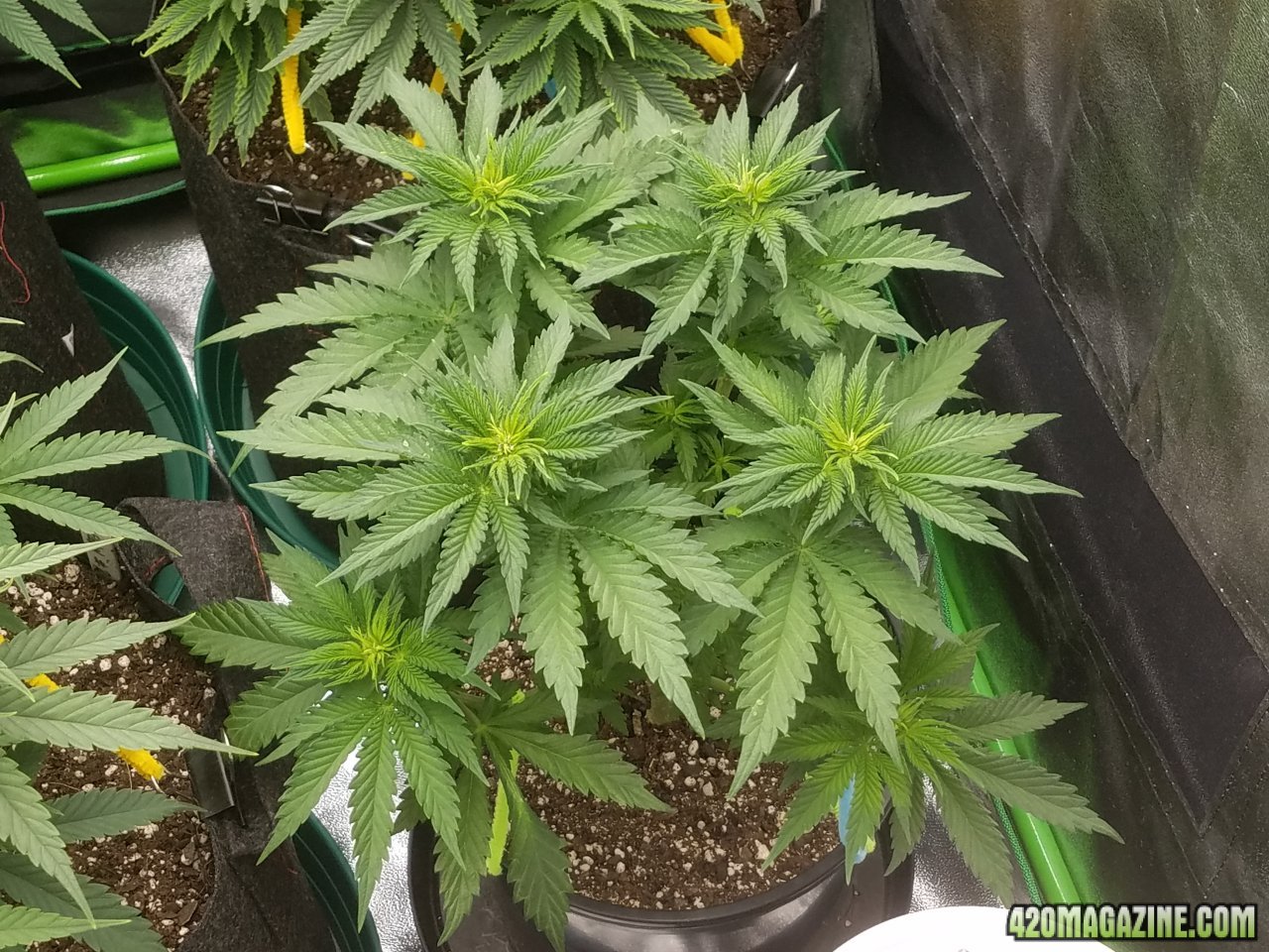 031218 Blue Dream Veg Day 32 1.jpg