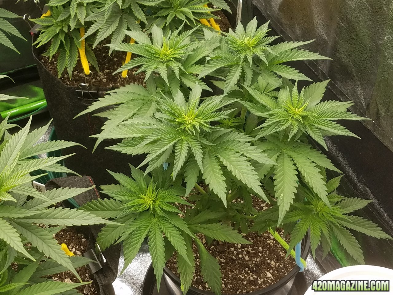 031218 Blue Dream Veg Day 32 2.jpg