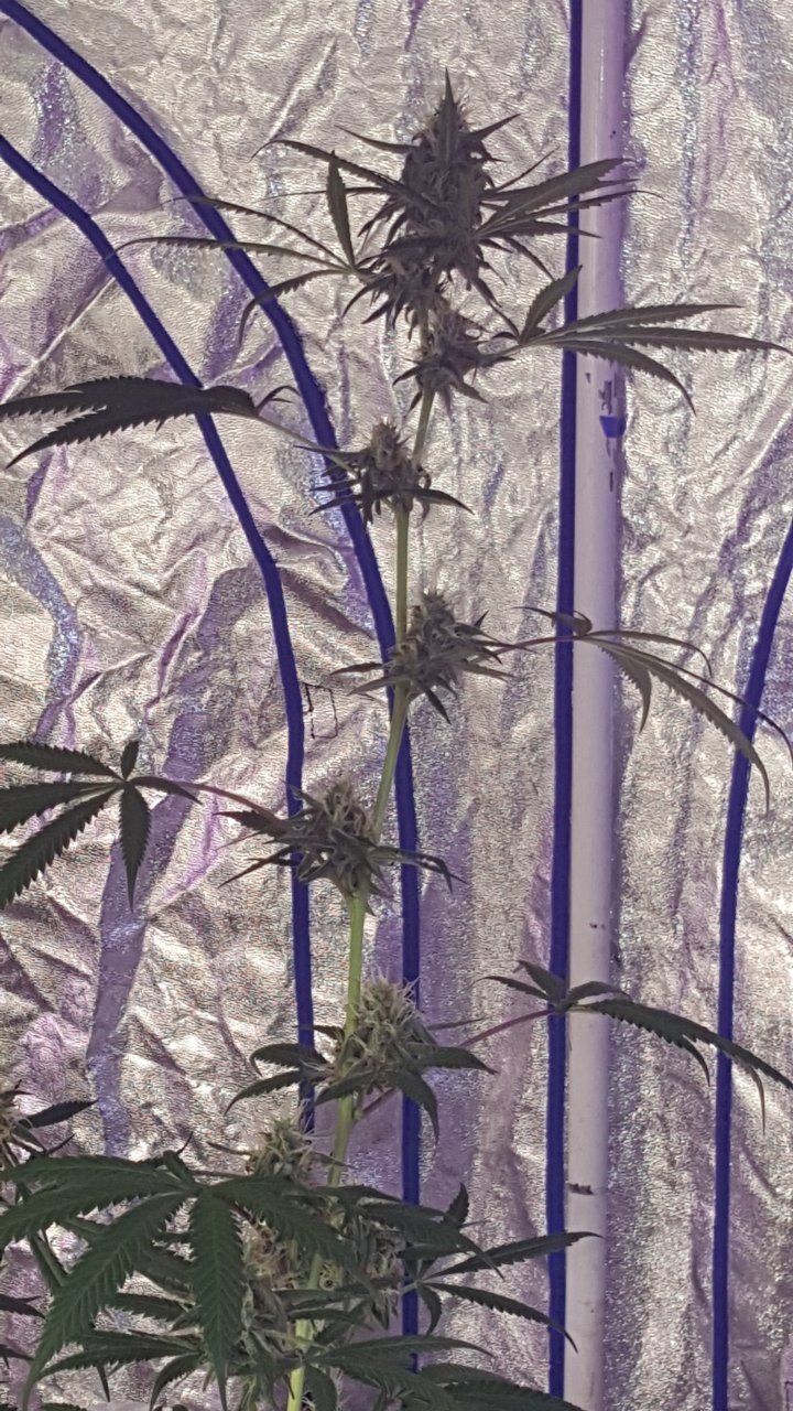 031719 Stankberry 3 Flip Day 42 4.jpg