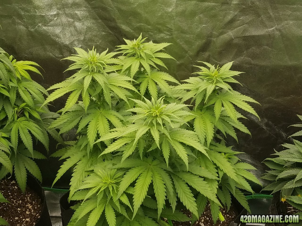 032418 Blue Dream Veg Day 44  2.jpg