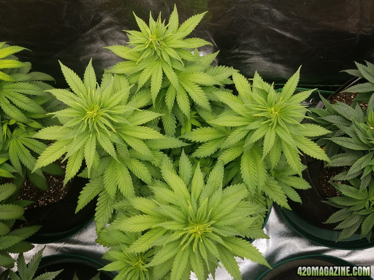 032418 Blue Dream Veg Day 44  3.jpg