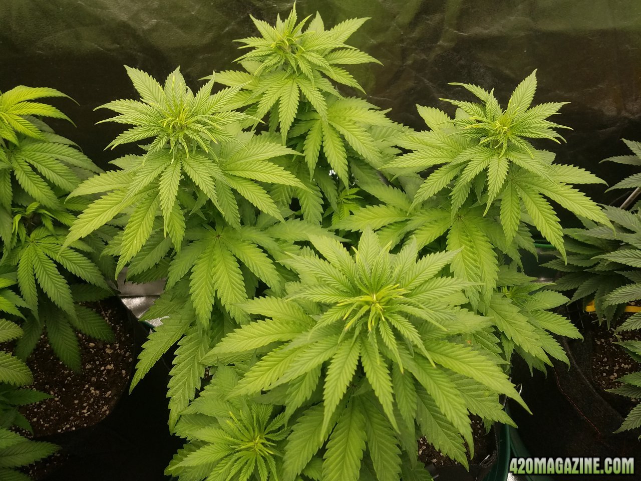 032418 Blue Dream Veg Day 44  4.jpg