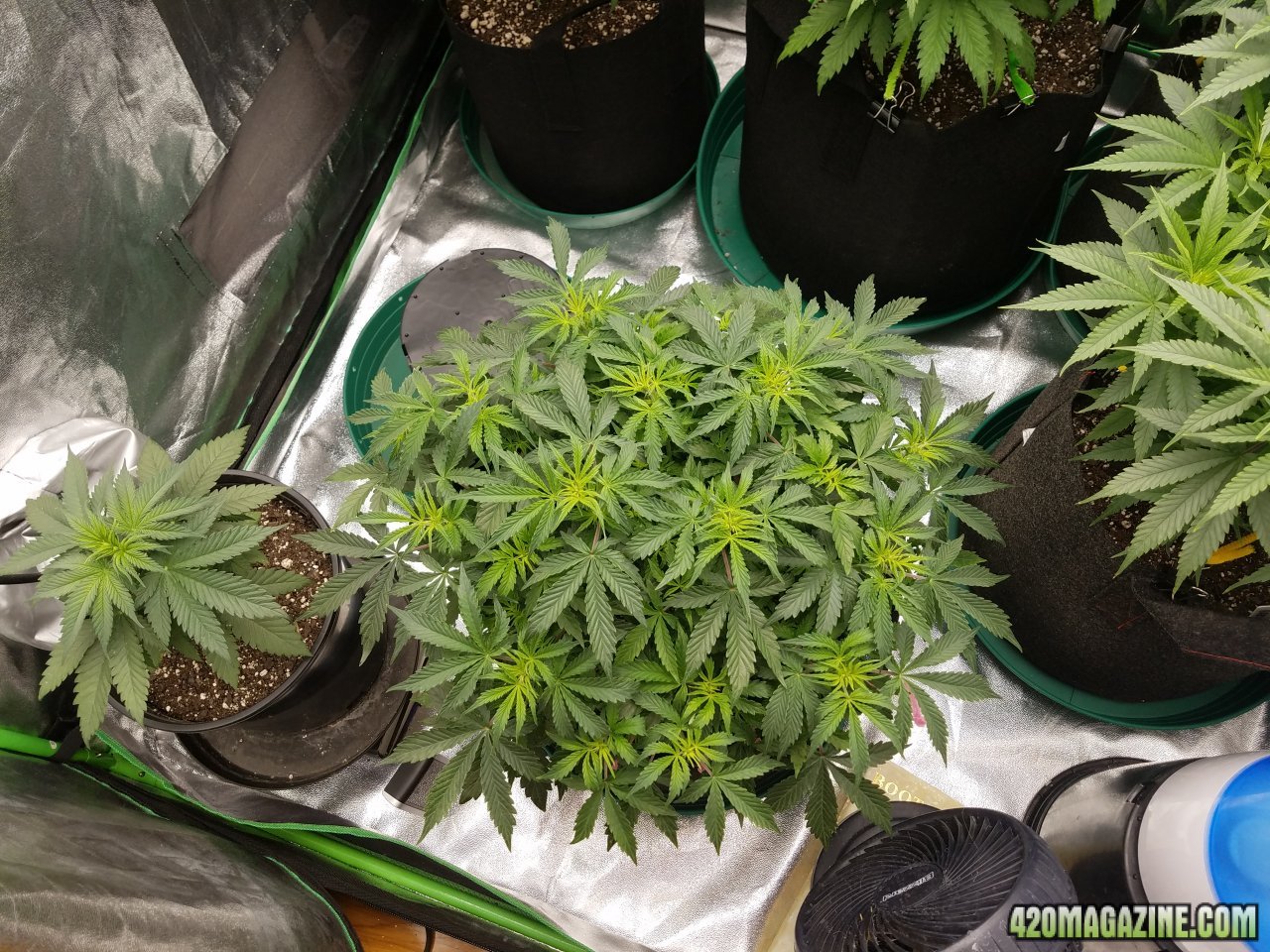 032618 Jack Herer Auto Day 39 1.jpg