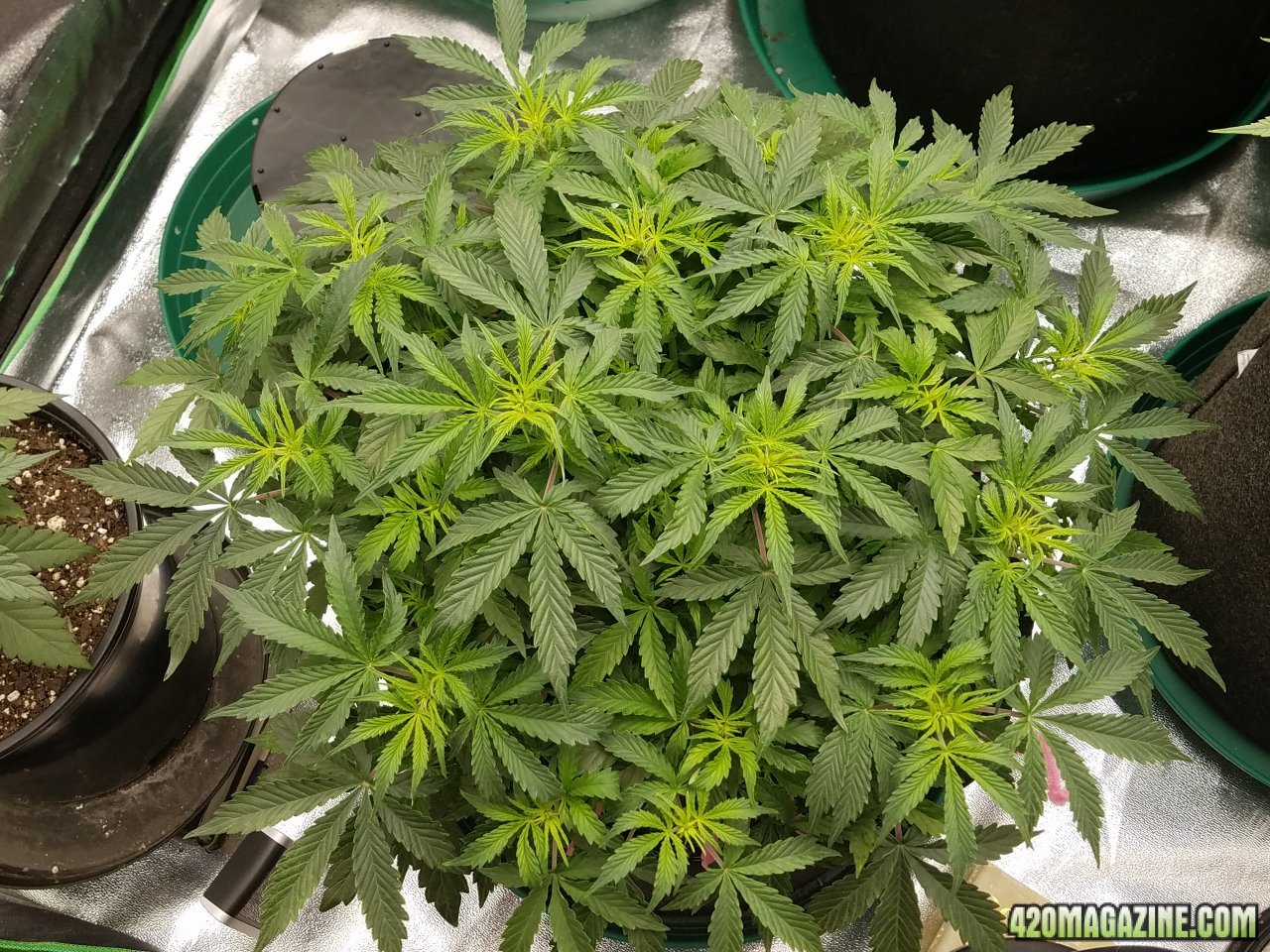 032618 Jack Herer Auto Day 39 2.jpg