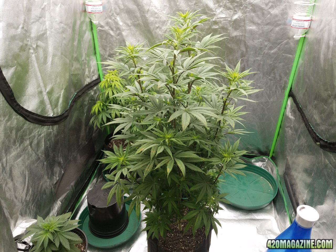 032618 Stankberry Flip Day 10 Flower Day 2 1.jpg