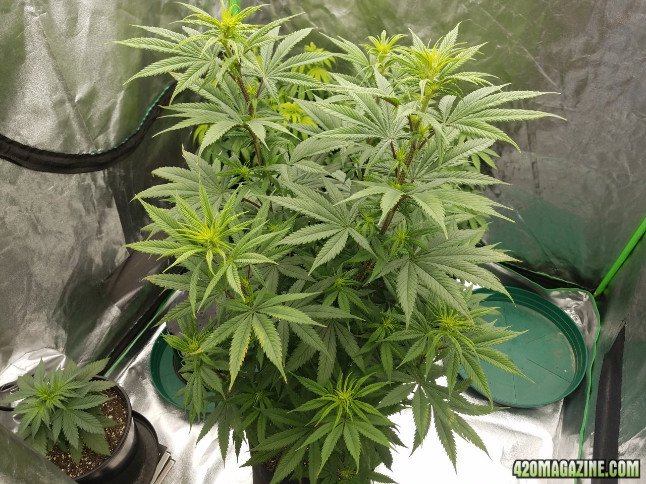 032618 Stankberry Flip Day 10 Flower Day 2 2.jpg