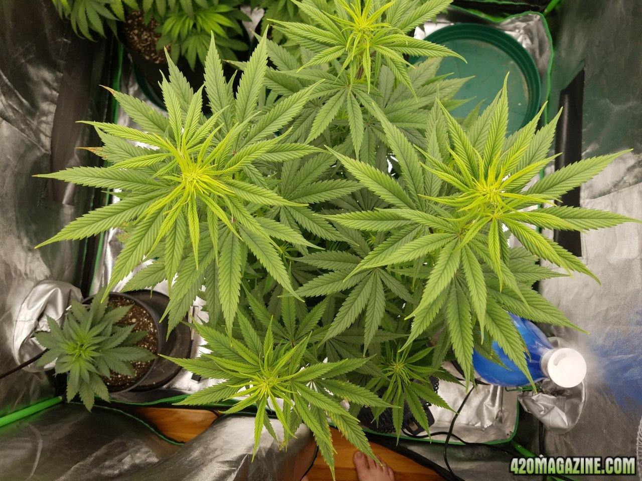 032618 Stankberry Flip Day 10 Flower Day 2 3.jpg