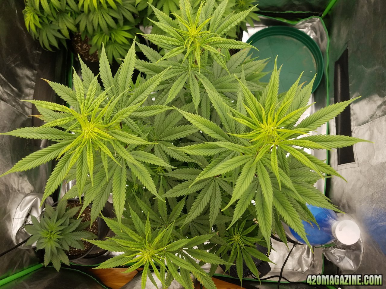 032618 Stankberry Flip Day 10 Flower Day 2 4.jpg