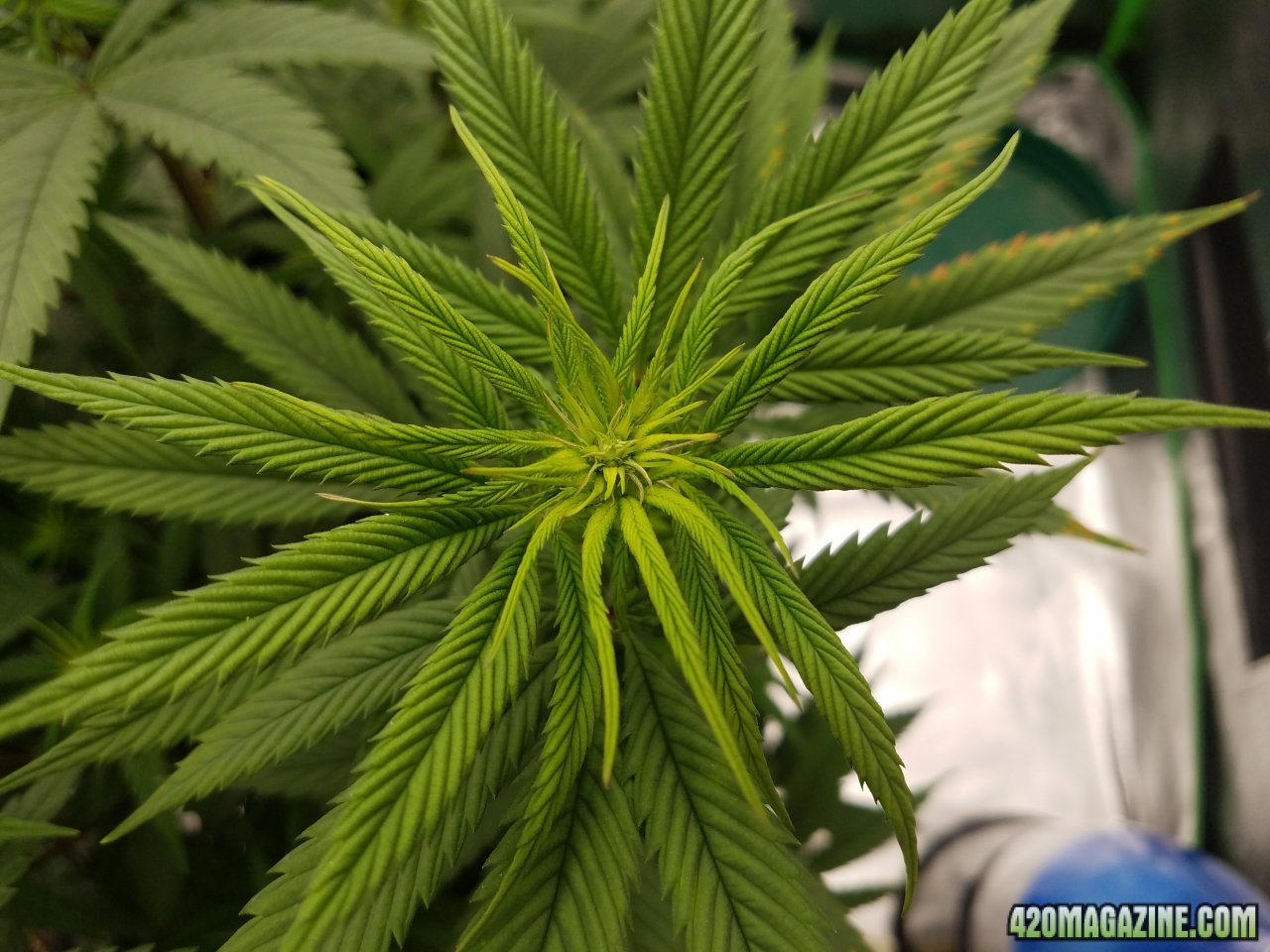 032618 Stankberry Flip Day 10 Flower Day 2 7.jpg