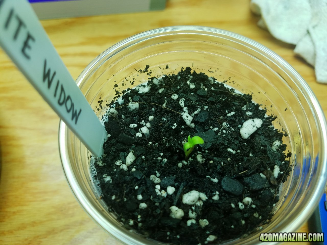 032618 White Widow  Seedling Day 1 1.jpg