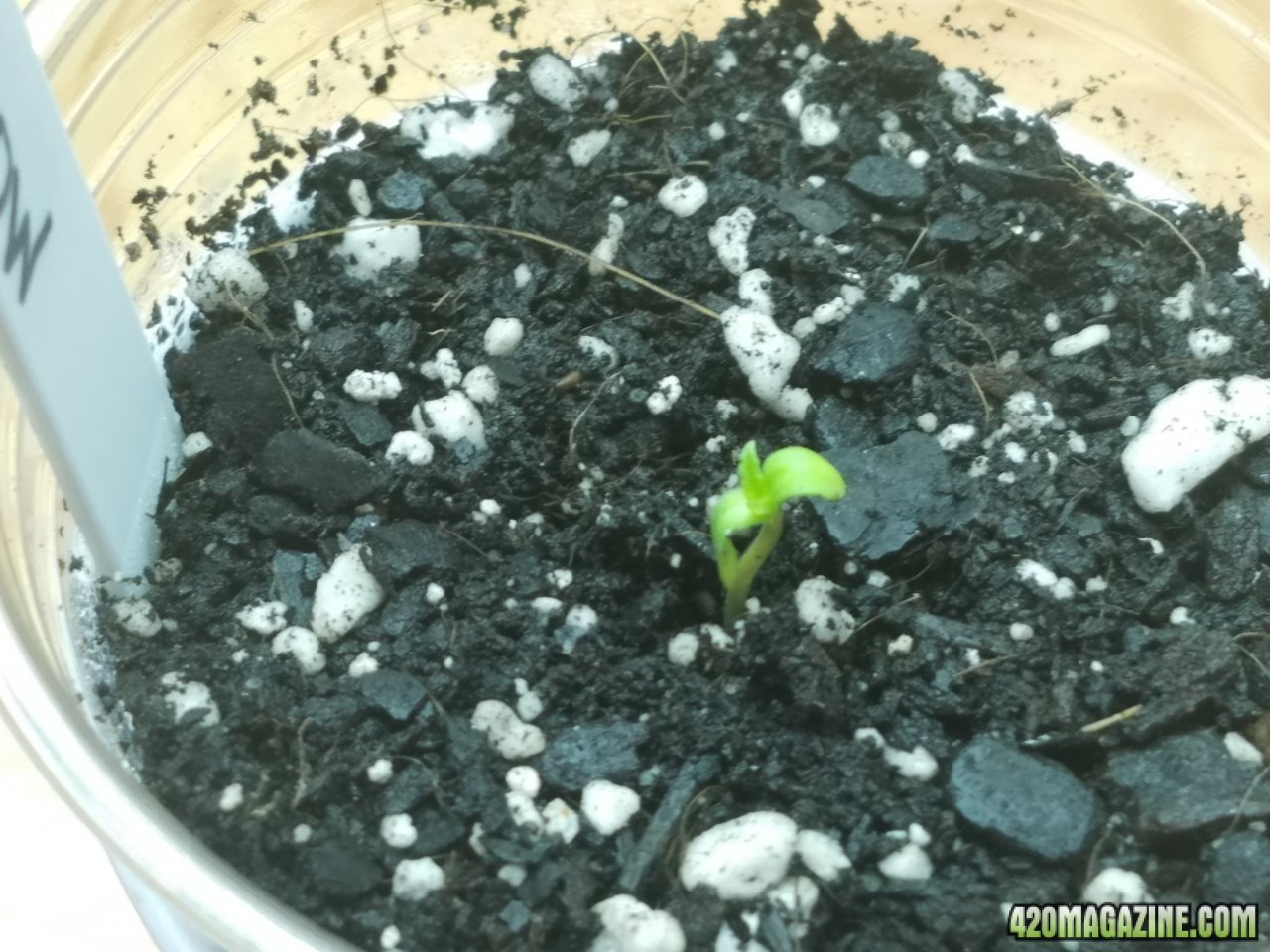 032618 White Widow  Seedling Day 1 2.jpg