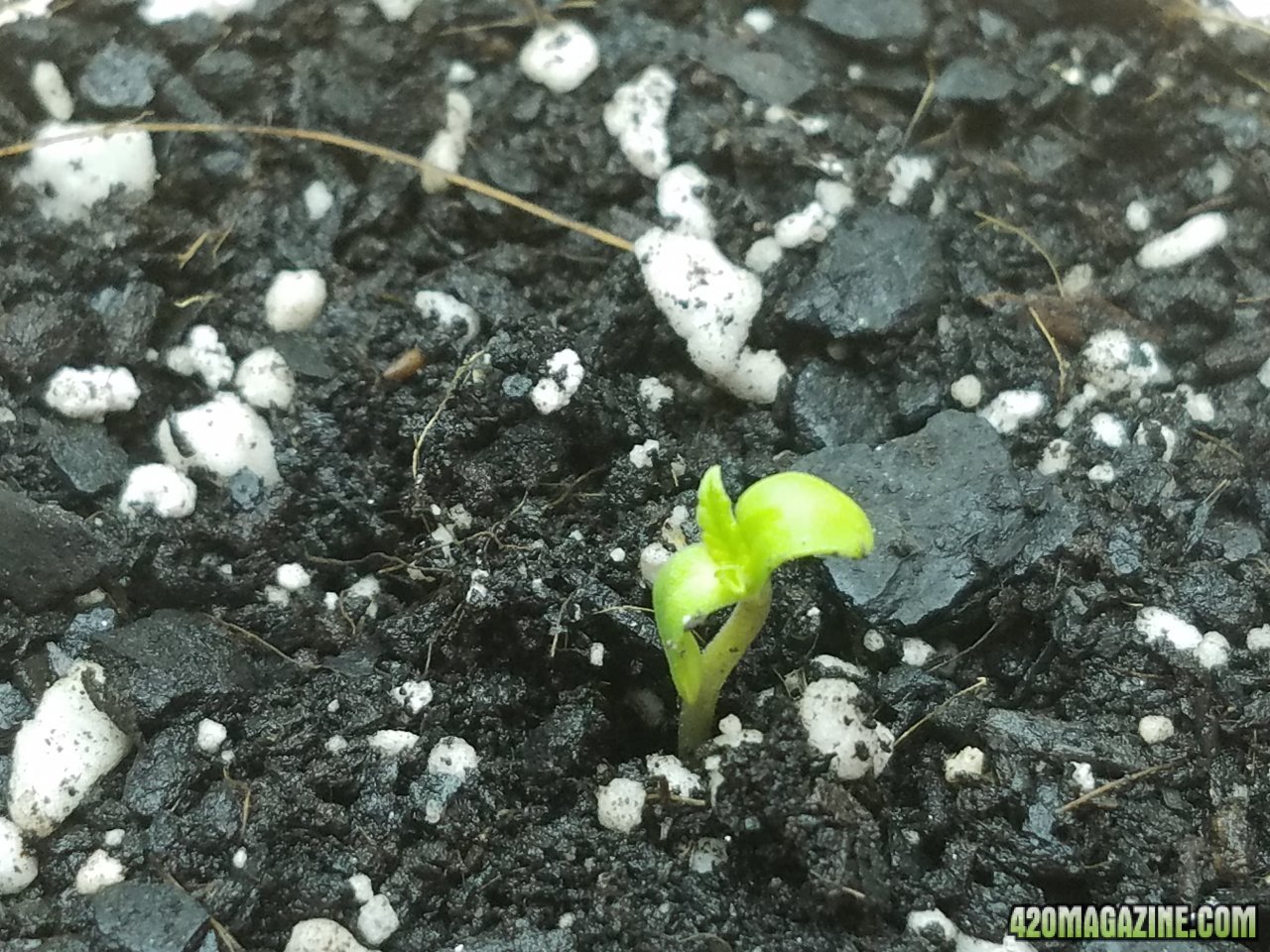 032618 White Widow  Seedling Day 1 3.jpg