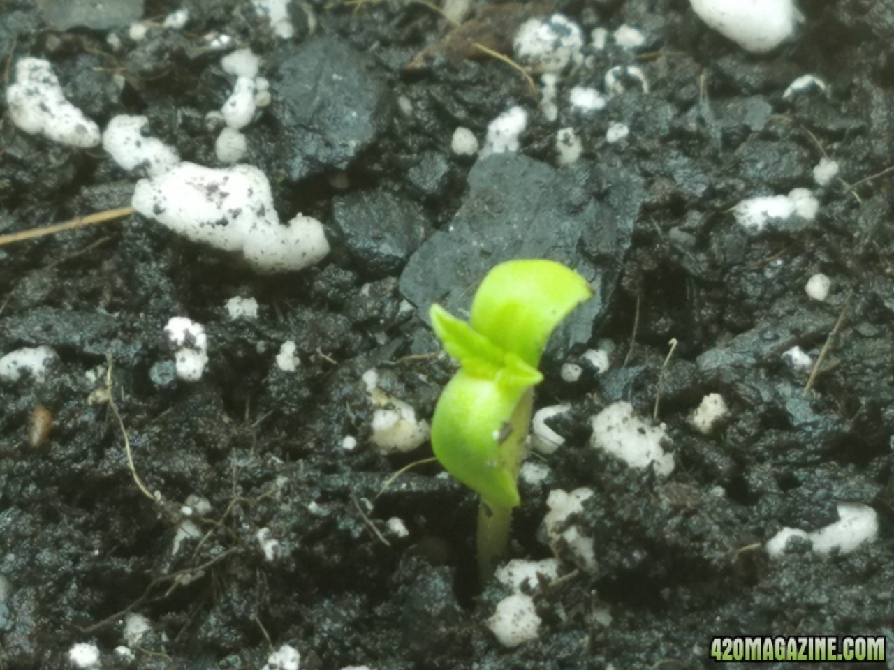 032618 White Widow  Seedling Day 1 4.jpg