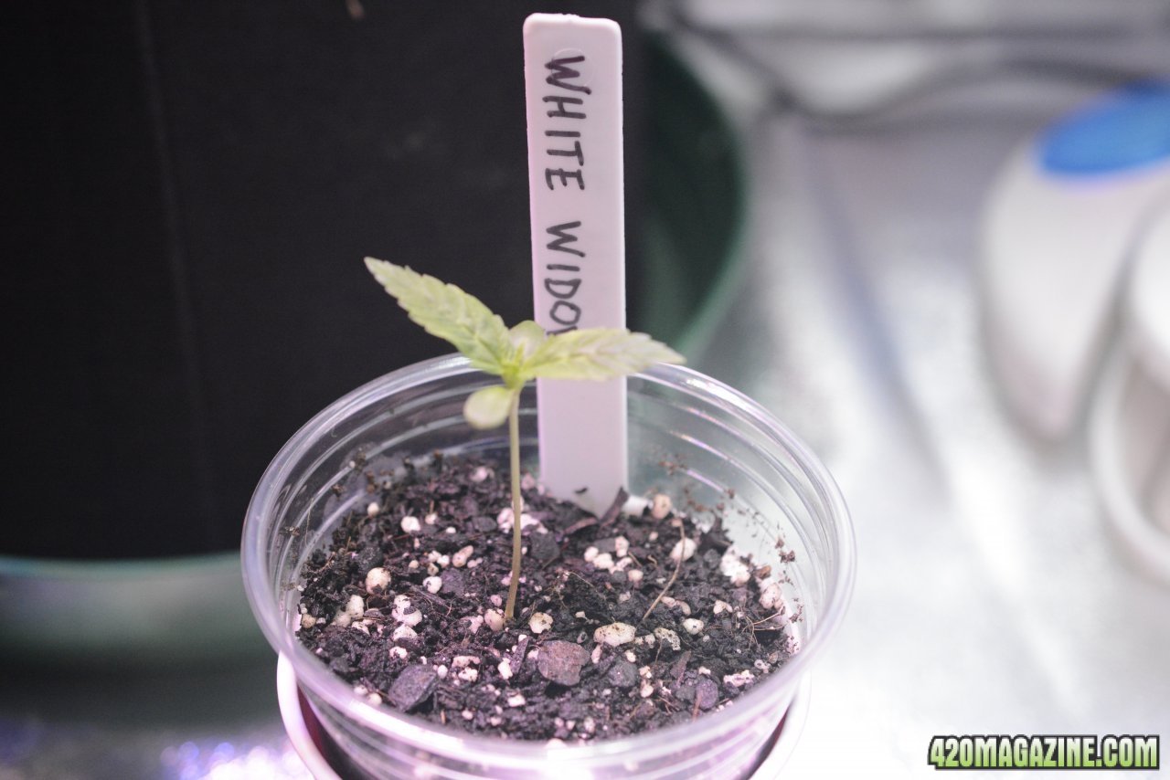 033018 White Widow Seedling Day 5 1.JPG