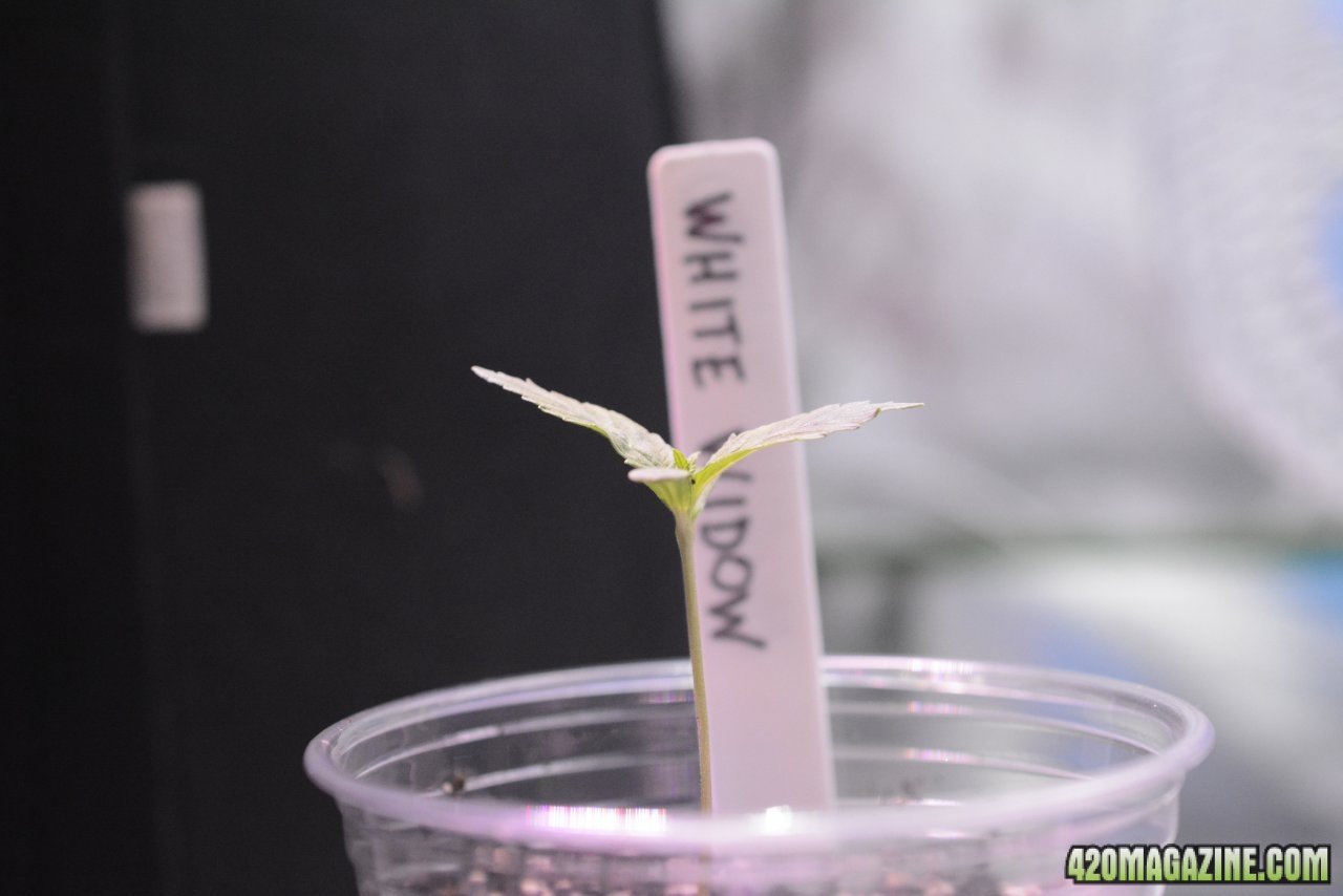 033018 White Widow Seedling Day 5 5.JPG