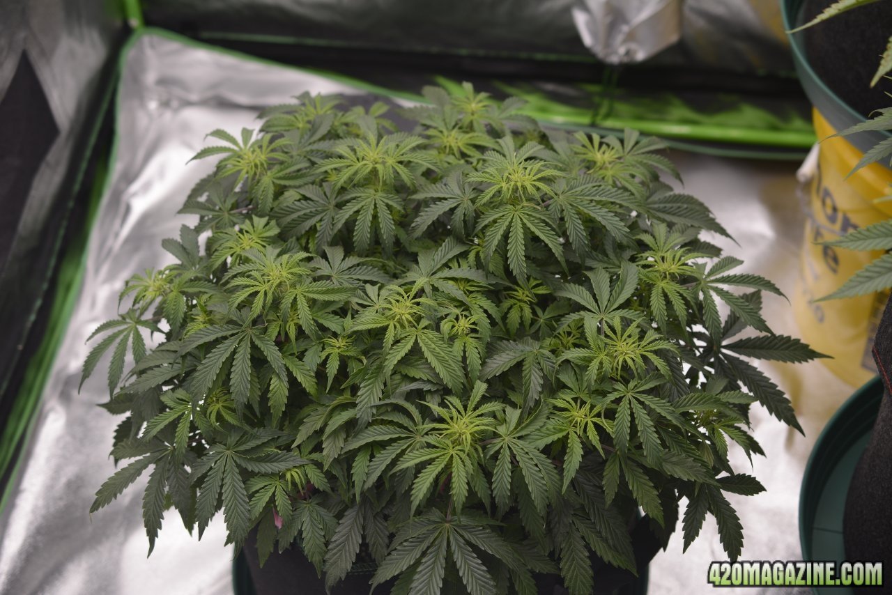 033118 Jack Herer Auto Day 44 1.JPG